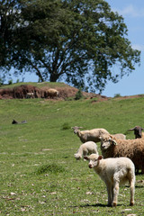 Obraz premium OVINOCULTURA