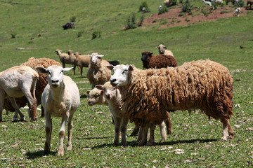 Obraz premium OVINOCULTURA