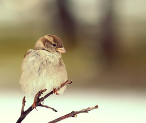 Sparrow