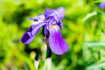 Schwertlilie (Irisblume) in Nahaufnahme in sommerlicher freier Natur