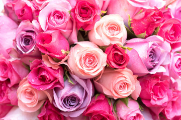 beautiful pink and red roses background,close up.