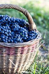 Fototapeta na wymiar Dark grapes in a basket. Grape harvesting.