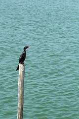cormorant sitting on branch over green lake