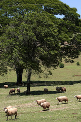 Obraz premium OVINOCULTURA