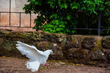 Weisse Taube auf der Wartburg beim Landeanflug