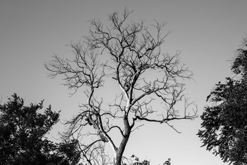 a barren tree silhouette in black and white