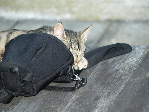 Tiger Cat is hidding behind the photo bag