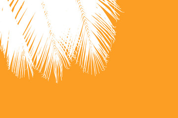 Fototapeta na wymiar palmes blanches de cocotier sur fond orange 