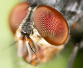 Portrait of a fly in nature.