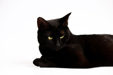 Closeup portrait of a Halloween black cat on a white background