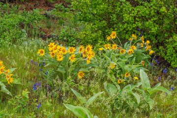 Wildflowers along a beautiful Pine Ridge Trail, Kamiak Butte State Park, Whitman County, Washington, USA