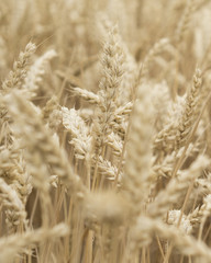  Field with wheat