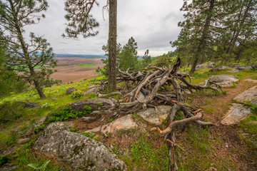 Fallen trees along a beautiful Pine Ridge Trail, Kamiak Butte State Park, Whitman County, Washington, USA