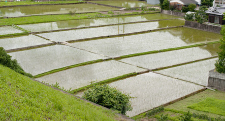 田植え
