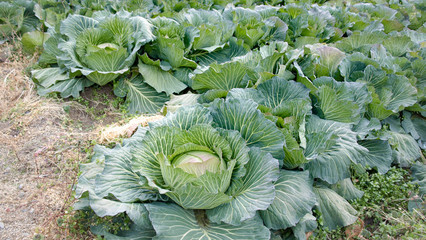 キャベツ畑
