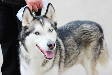 White And Gray Adult Siberian Husky Dog Or Sibirsky Husky With Blue and Brown Eyes. Heterochromia.