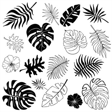 Isolated silhouettes of tropical palm leaves, jungle leaves