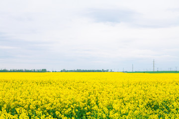Green Field and Beautiful Sunset
