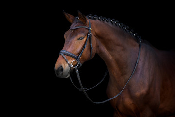 Bay stallion portrait on black background