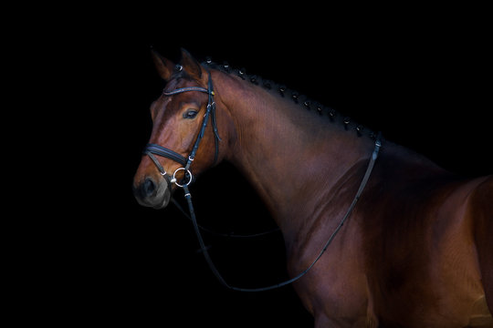Bay stallion portrait on black background