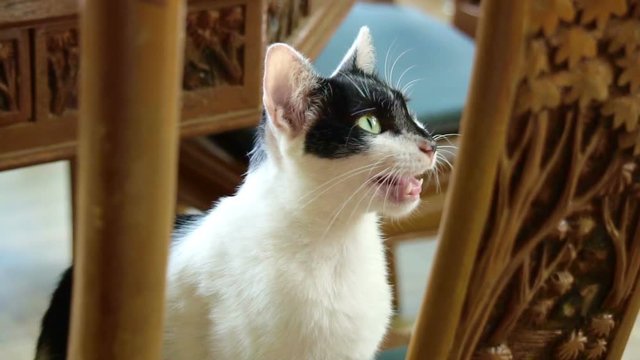 white cat with black face meowing at dinner table
