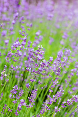 Fototapeta premium Lavender flowers in the garden, in the field.