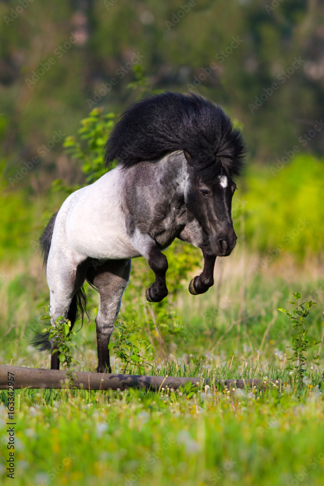 Wall mural Beautiful grey pony with long mane jump