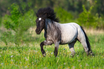 Obraz na płótnie Canvas Beautiful grey pony with long mane run gallop