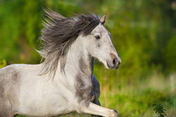 Fototapeta premium Biały koń srokaty z długą grzywą biegnie galopem na zielonej łące