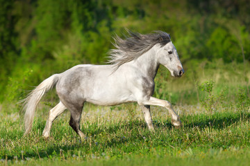 Obraz na płótnie Canvas White piebald horse run gallop in green meadow