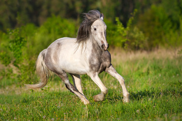 Fototapeta na wymiar White piebald horse run gallop in green meadow