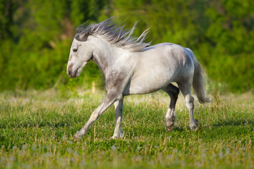 White piebald horse run gallop in green meadow