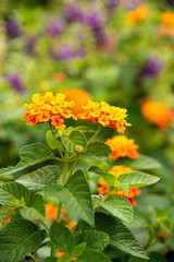 Spanish Flag (Lantana camara)