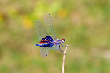 Beautiful dragonfly with amazing colors, presumably the Phantom Flutterer (Rhyothemis semihyalina) in Maroantsetra, Madagascar