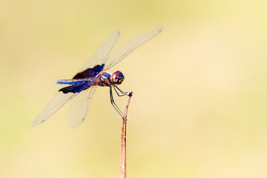 Beautiful dragonfly with amazing colors, presumably the Phantom Flutterer (Rhyothemis semihyalina) in Maroantsetra, Madagascar