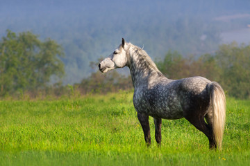Fototapeta na wymiar Beautiful white horse standing on spring field
