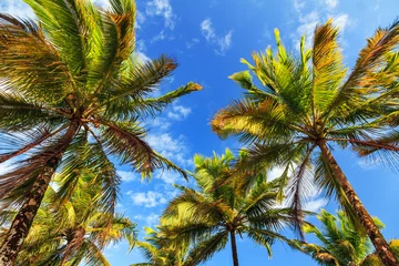 Crédence de cuisine en verre imprimé Palmier Beautiful summer view on palm trees with sunshine and a blue sky in Madagascar