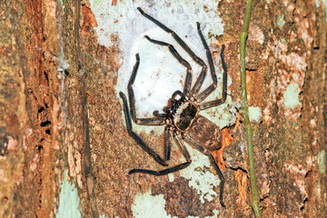 Madagascar Huntsman spider (species unknown, family Sparassidae) in the rainforest of Masoala National Park in Madagascar