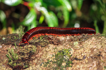 Madagascan Fire Millipede (pres. Aphistogoniulus Corallipes) in the rainforest of Masoala National Park in Madagascar