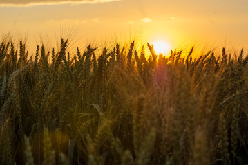 Fototapeta premium Yellow ripe wheat in the field. Sunset. Illuminated with a backlight