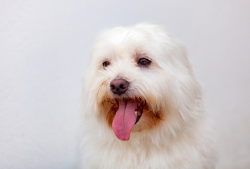 Portratit of a white dog with long hair