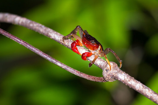 Forest Crab or Tree climbing Crab (Malagasya antongilensis) in Masoala National Park, Madagascar