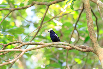 Small bird in the jungle of Masoala what looks like The Madagascan magpie-robin (Copsychus albospecularis), in Madagascar