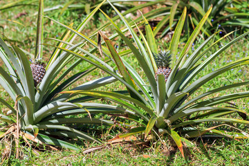 Fototapeta premium Pineapple plants in the jungle of Masoala, Madagascar