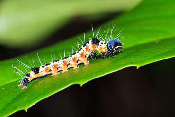 Unidentified caterpillar in the jungle of Masoala national park, Madagascar