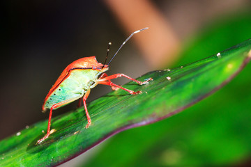 Red Shield Bug (unknown species, Pentatomidae) in the rainforest of Masoala National Park in Madagascar