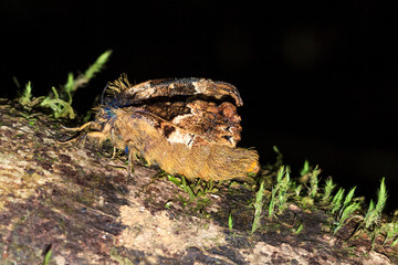 Unidentified hairy moth (Lepidoptera) in the jungle of Masoala national park, Madagascar