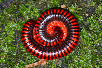 Madagascan Fire Millipede (pres. Aphistogoniulus Corallipes) in the rainforest of Masoala National...