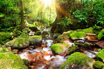 Beautiful view of a stream in the rainforest jungle of the Masoala National Park in Madagascar, a...
