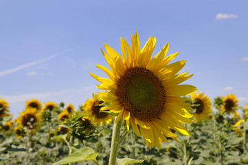 Obraz premium sonnenblumenfeld